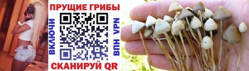 Купить где  Камышлов  Псилоцибиновые грибы Magic Shrooms 
